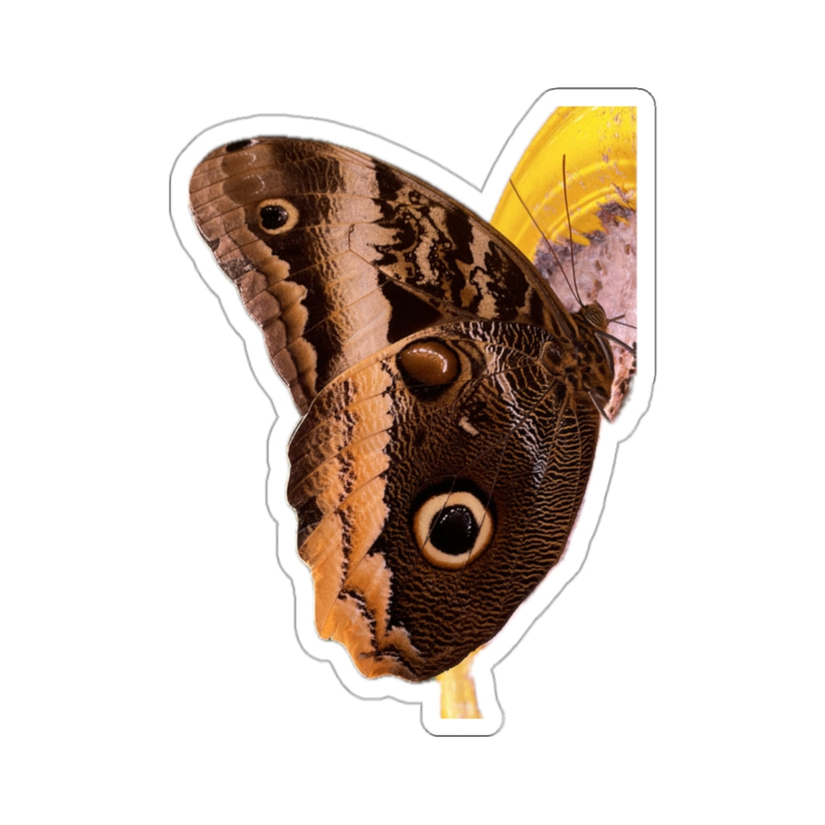Butterfly - 8 - Stickers